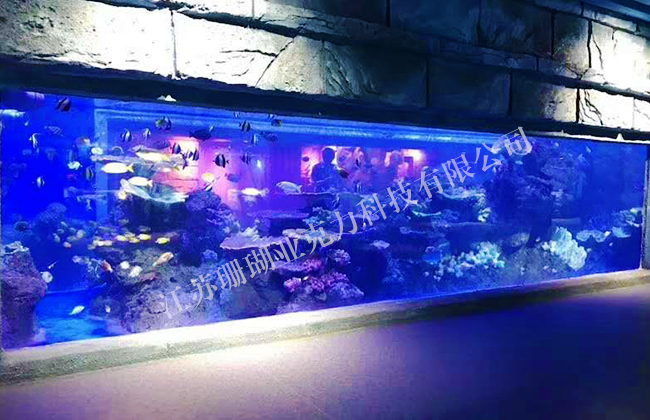 Wall rectangular fish tank