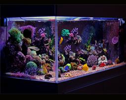 Rectangular fish tank