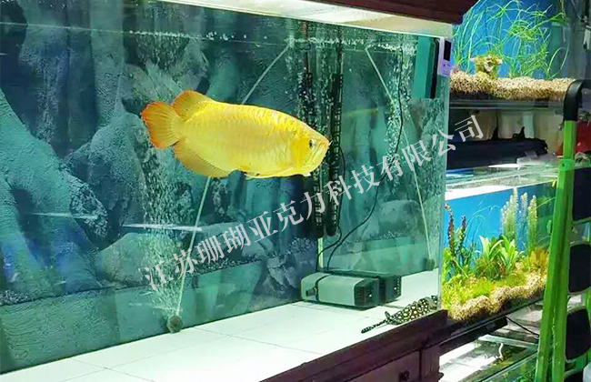 Hotel Acrylic Fish Tank